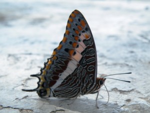 DSCF2633