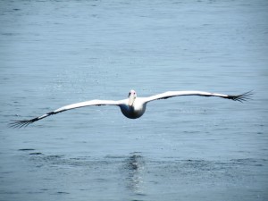 DSCF3060