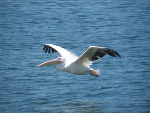 DSCF3099