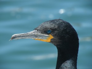 DSCF3110