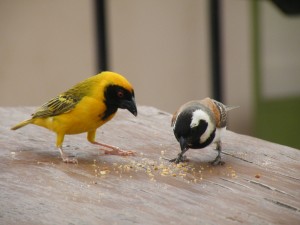DSCF3149