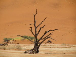 DSCF3325