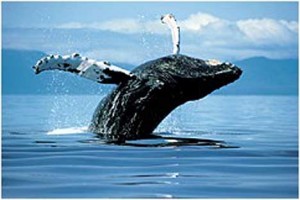 humpback_whale