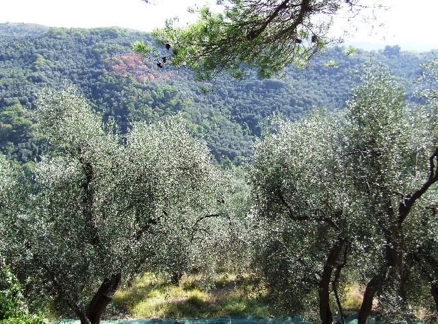 2007_1001_Italie0064.JPG - Olive Trees