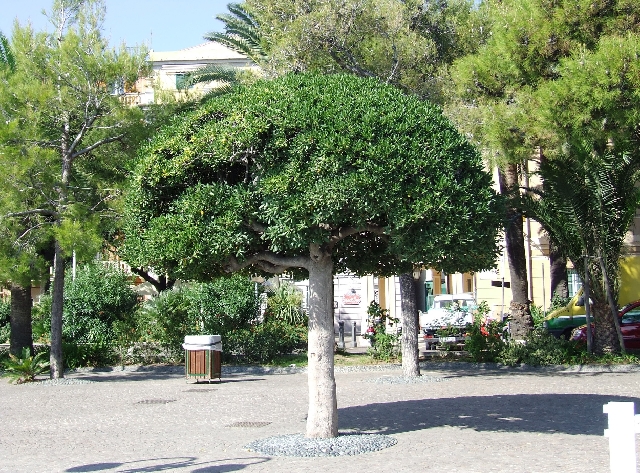 2007_1002_Italie0083.JPG - Mannequin Tree