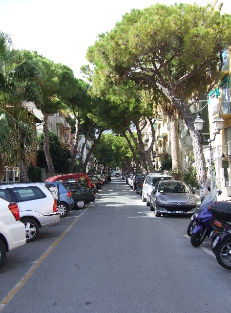 2007_1003_Italie0110.JPG - Alassio Trees Growing Together
