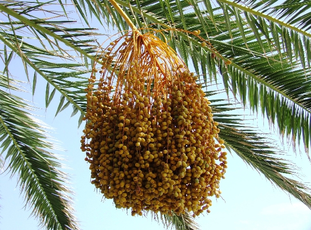 2007_1005_Italie0185.JPG - BabyPalm(pjes)?
