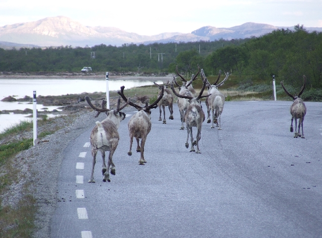 Rendeer.JPG