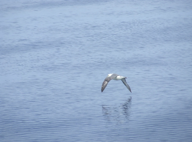 Seagul.JPG