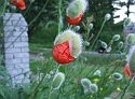 CokeFlowerJPG