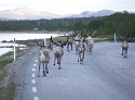 Rendeer