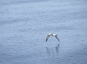 Seagul