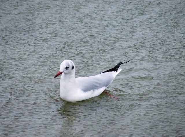 2007_1028_Texel_Okt0037.JPG - Another Gull