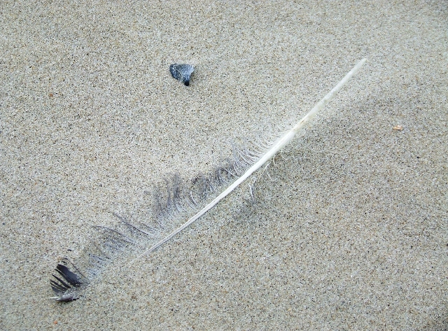 2007_1028_Texel_Okt0038.JPG - Sand and a Feather