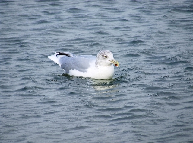 2007_1028_Texel_Okt0044.JPG - Seagull