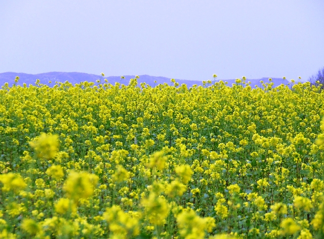 2007_1028_Texel_Okt0049.JPG - Yellow