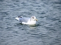 2007_1028_Texel_Okt0044