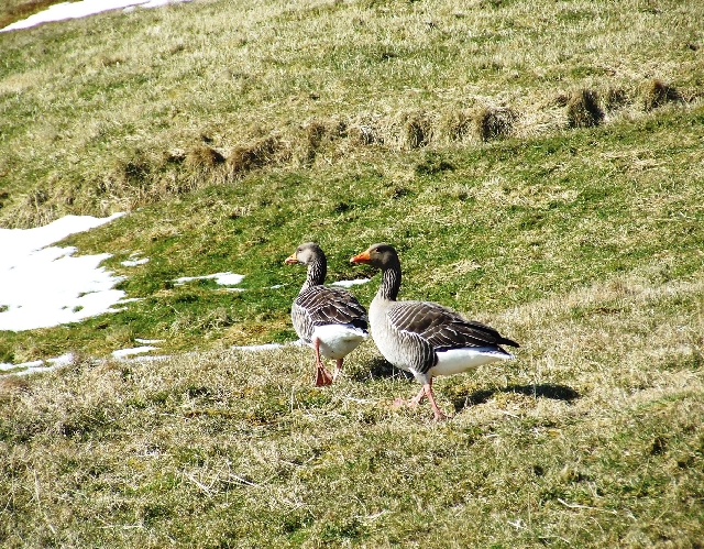 2008_0409_Org_Faroer0265.JPG - Canadian Goose