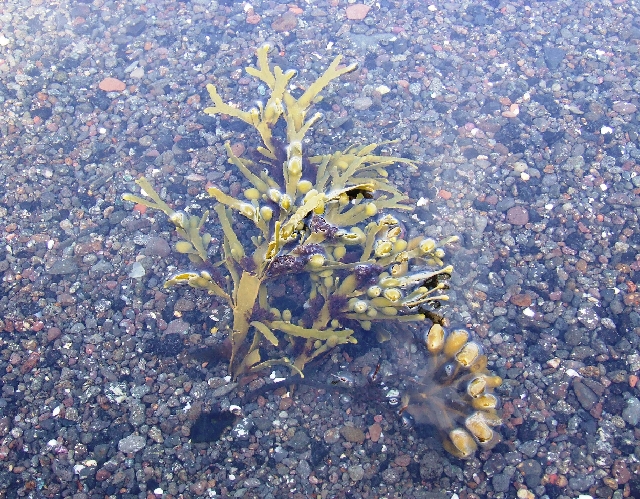 2008_0409_Org_Faroer0275.JPG - Seaweed