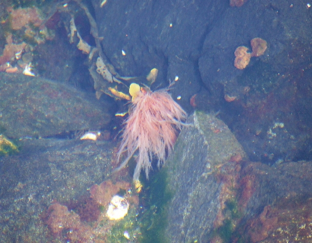 2008_0409_Org_Faroer0279.JPG - Coldwater Anamon