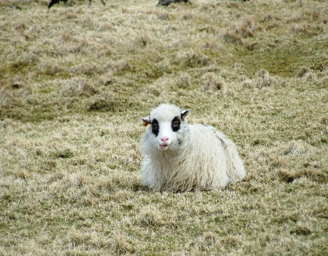2008_0410_Org_Faroer0030.JPG - TwoTone Sheep