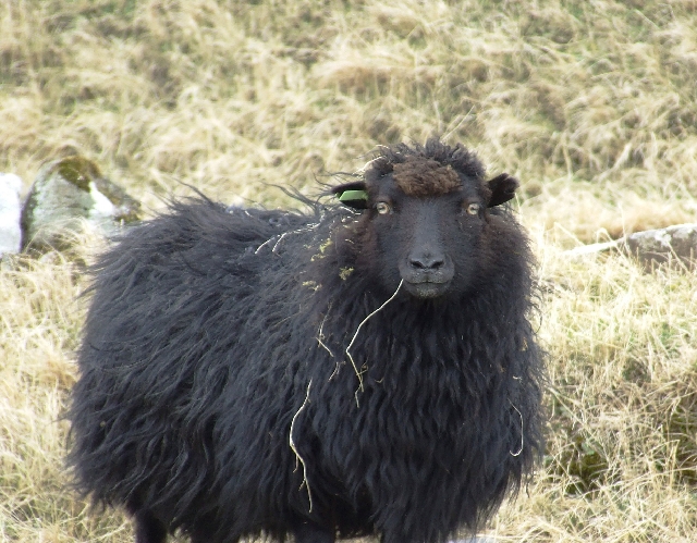 2008_0410_Org_Faroer0039.JPG - I'm The Black Sheep