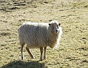 2008_0409_Org_Faroer0260