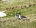 2008_0409_Org_Faroer0265