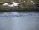 2008_0409_Org_Faroer0277