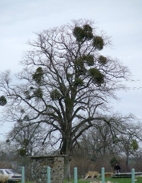2008_0323_Calvados0008.JPG - Sick Tree