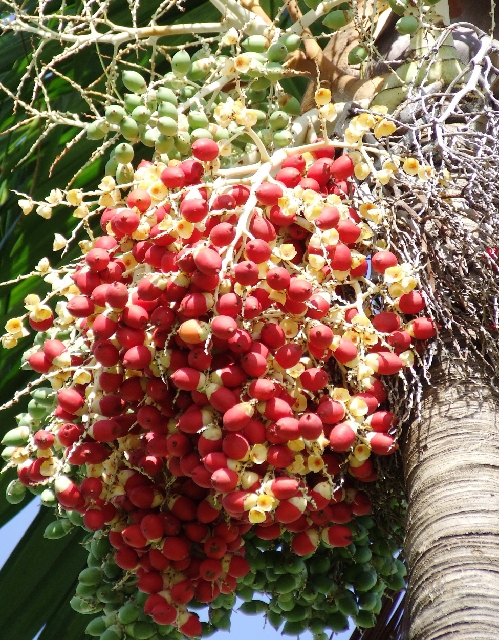 2008_09200017.JPG - The Fruit