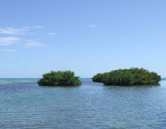 2008_09200035.JPG - Mangroves