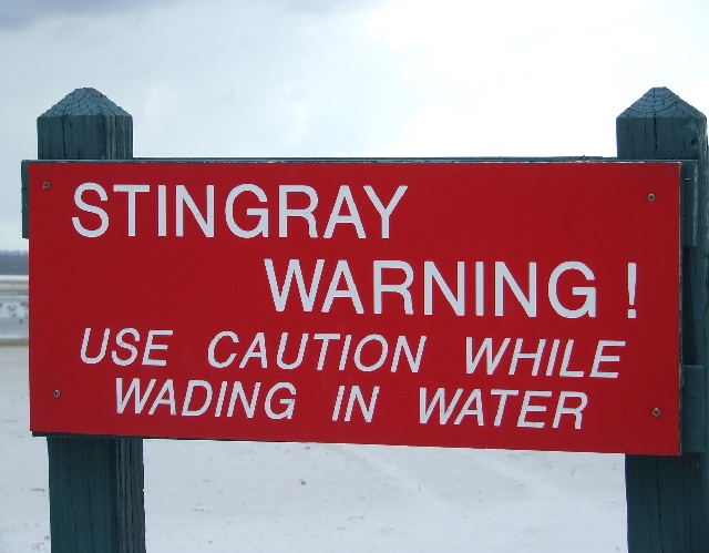 2008_09220033.JPG - Sttingray beautiful but Dangerous
