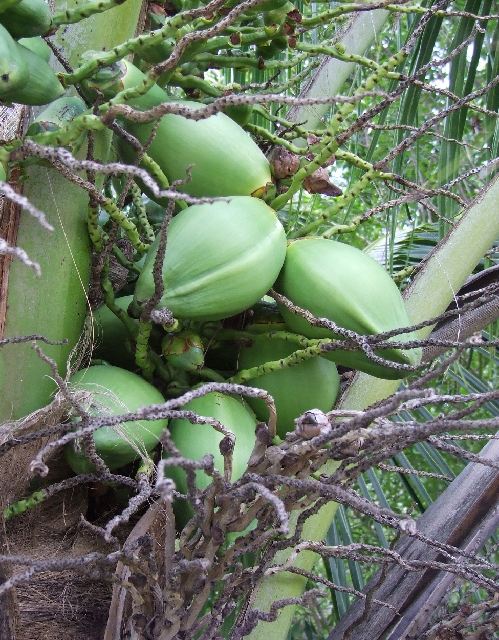 2008_09230021.JPG - Coconut