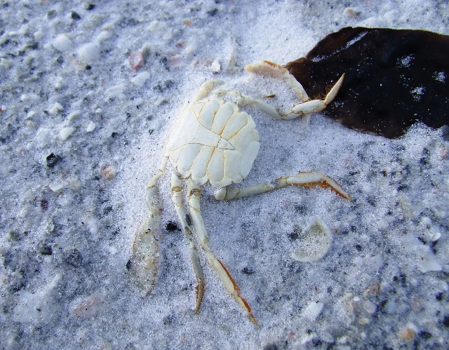 2008_09240094.JPG - A Male Dead Crab