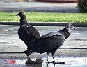 2008_09270003