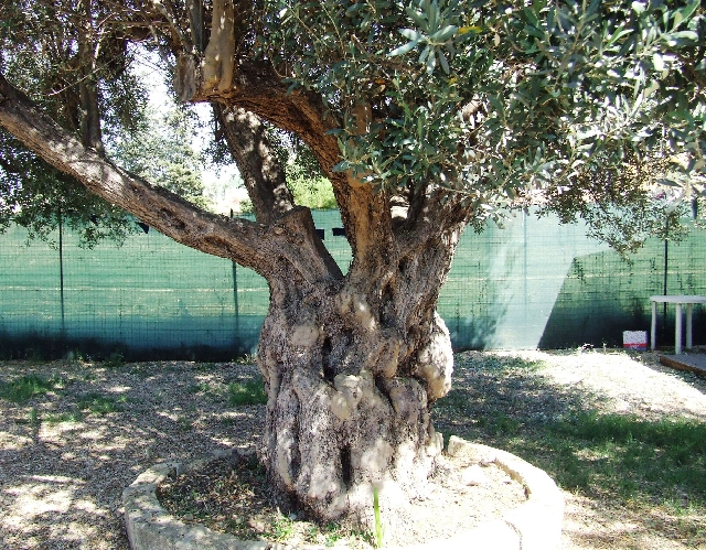 2008_06170056.JPG - A Very Old Olivetree