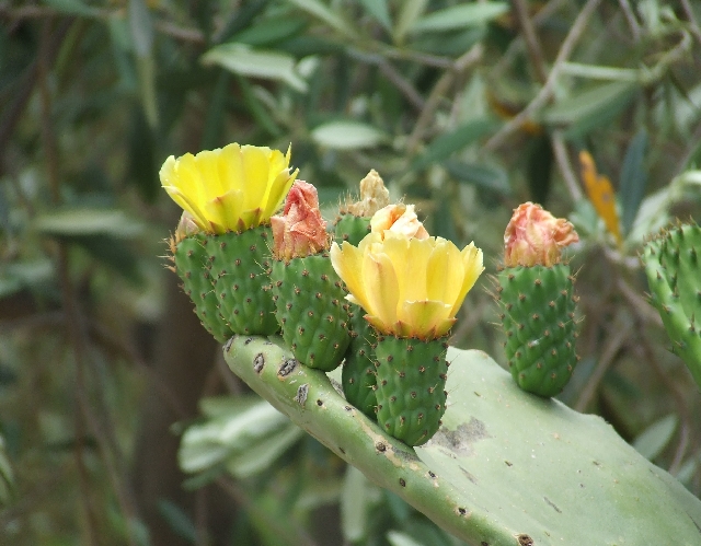 2008_06170080.JPG - Yellow Cactusflower