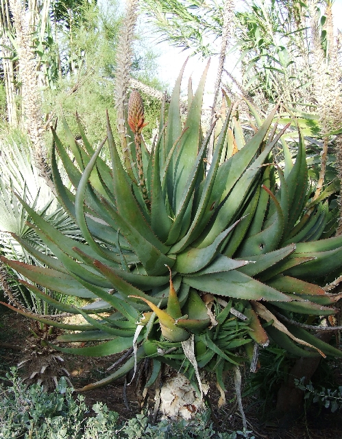 2008_06170125.JPG - Nature