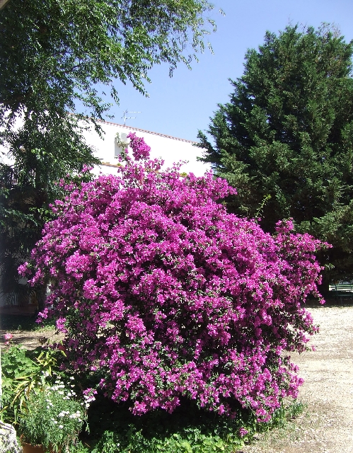2008_06240460.JPG - Purple Enough?