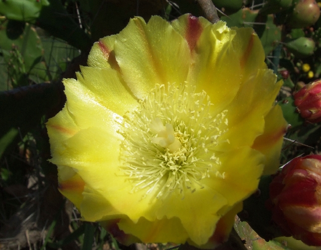 2008_06250490.JPG - Cactusflower in Yellow