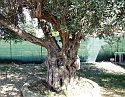 2008_06170056