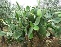 2008_06170079