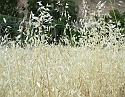 2008_06170088