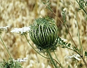 2008_06170090