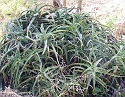 2008_06180136