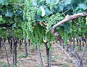 2008_06230435