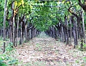 2008_06230436