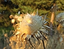 2008_06230438