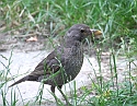 2008_06240482